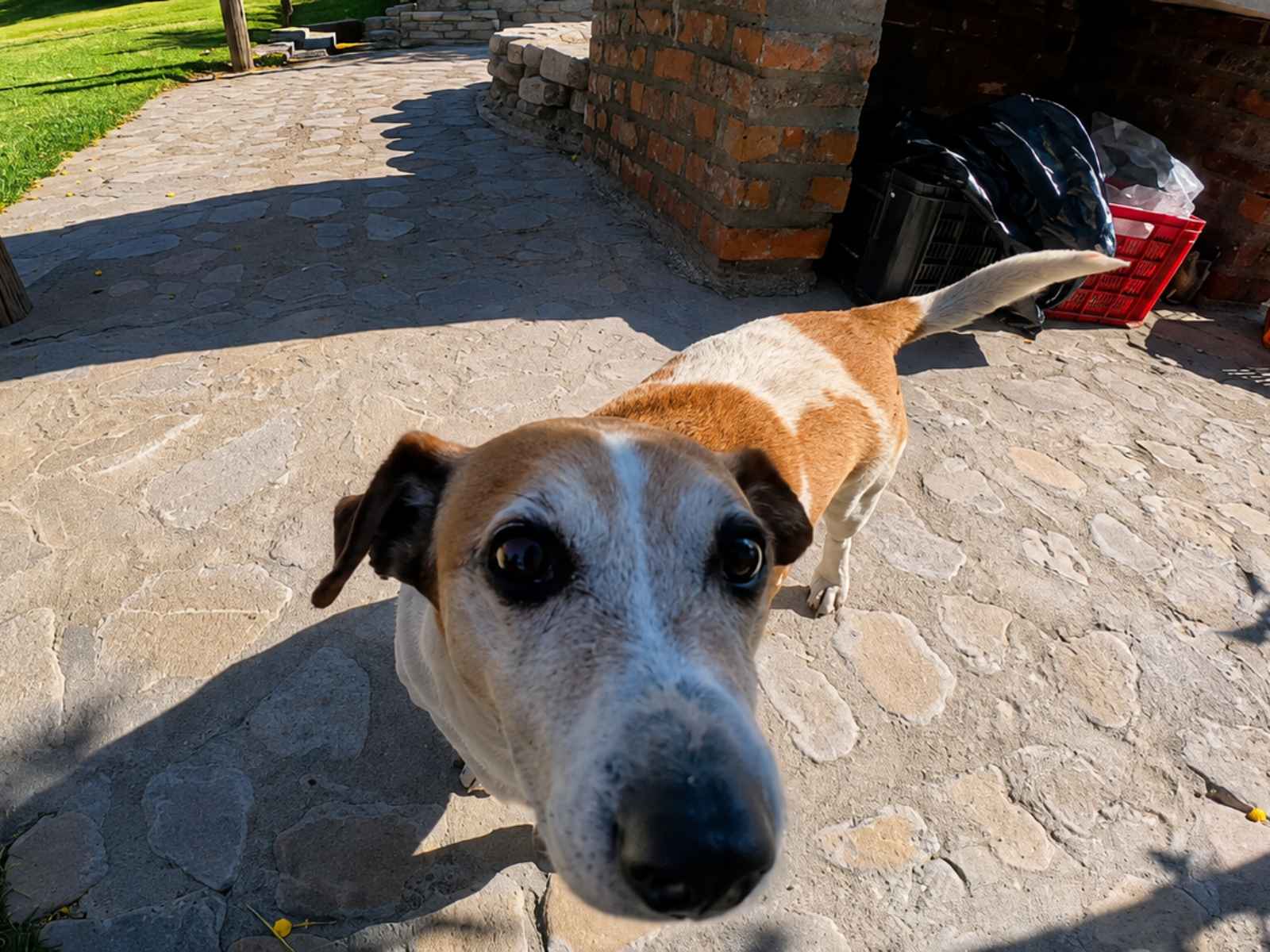 New Beginnings - Rusty the fisherdog